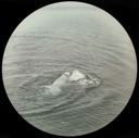 Image of Polar Bear Swimming